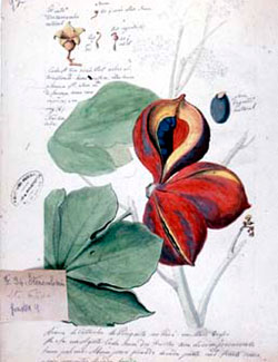 [«Sterculiaceae (Sterculia chicha)»: Árvore da castanha de Periquito</em>]. s.d. 1 des.: aquarela e grafite, col.; 34 x 24 cm