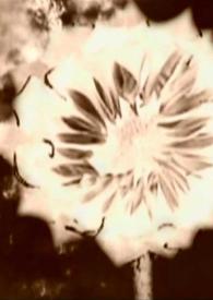 Reflejos elementales = Elemental Reflections / dirección Alexis Moreno Burgos, música y texto David Rosenmann-Taub | Biblioteca Virtual Miguel de Cervantes